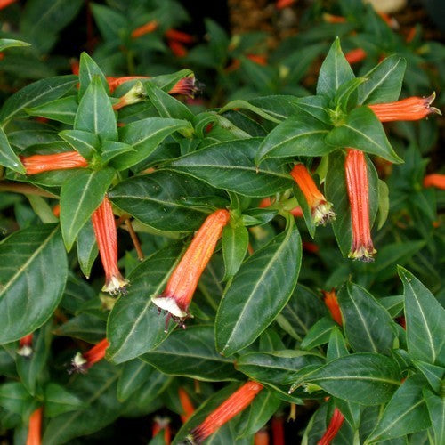 Cuphea ignea