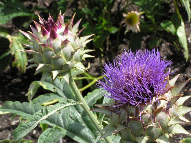 Cynara cardunculus 'Porto Spineless'