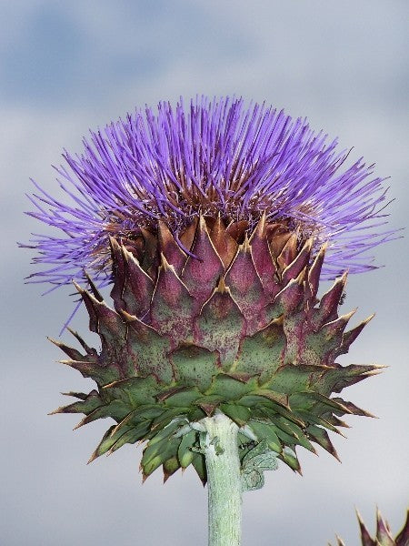 Cynara cardunculus 'Porto Spineless'