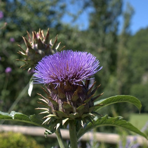 Cynara cardunculus 'Porto Spineless'