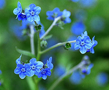 Cynoglossum amabile 'Firmament'