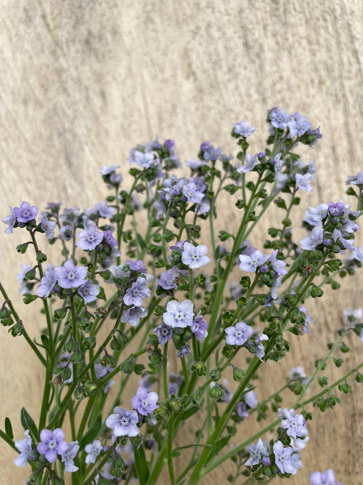Cynoglossum amabile 'Ms. Mairlyn'