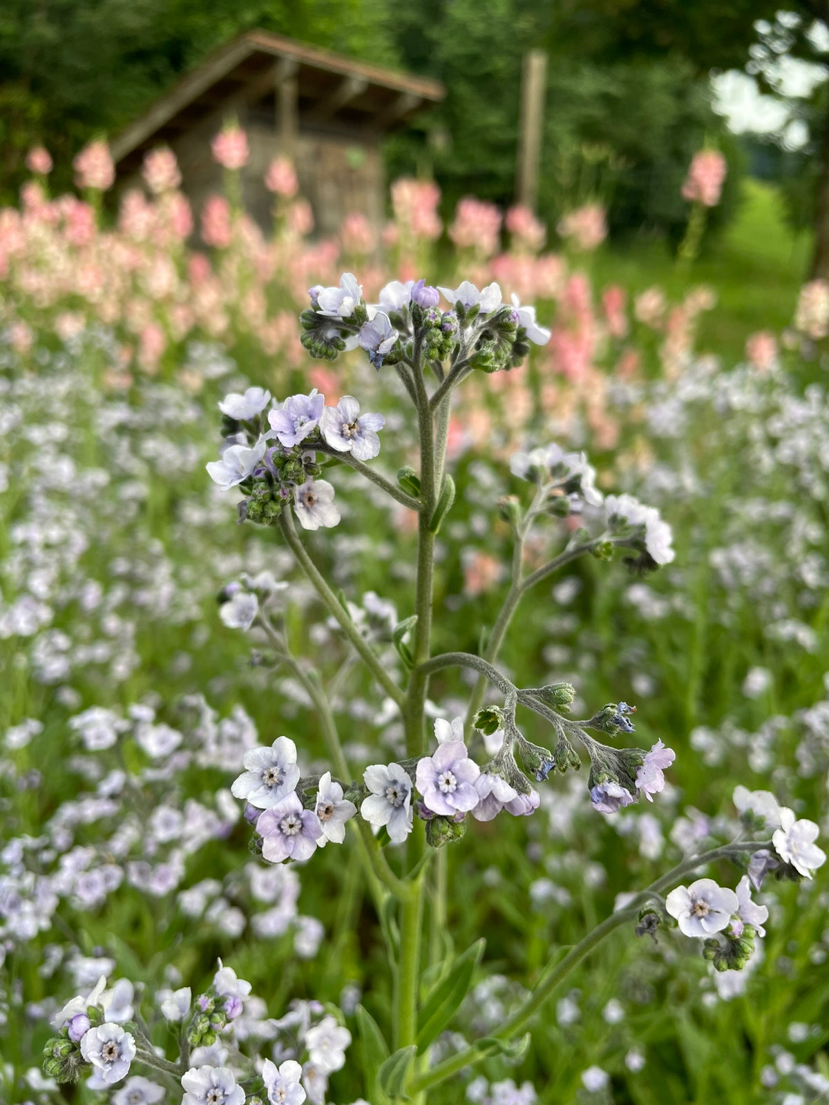 Cynoglossum amabile 'Ms. Mairlyn'