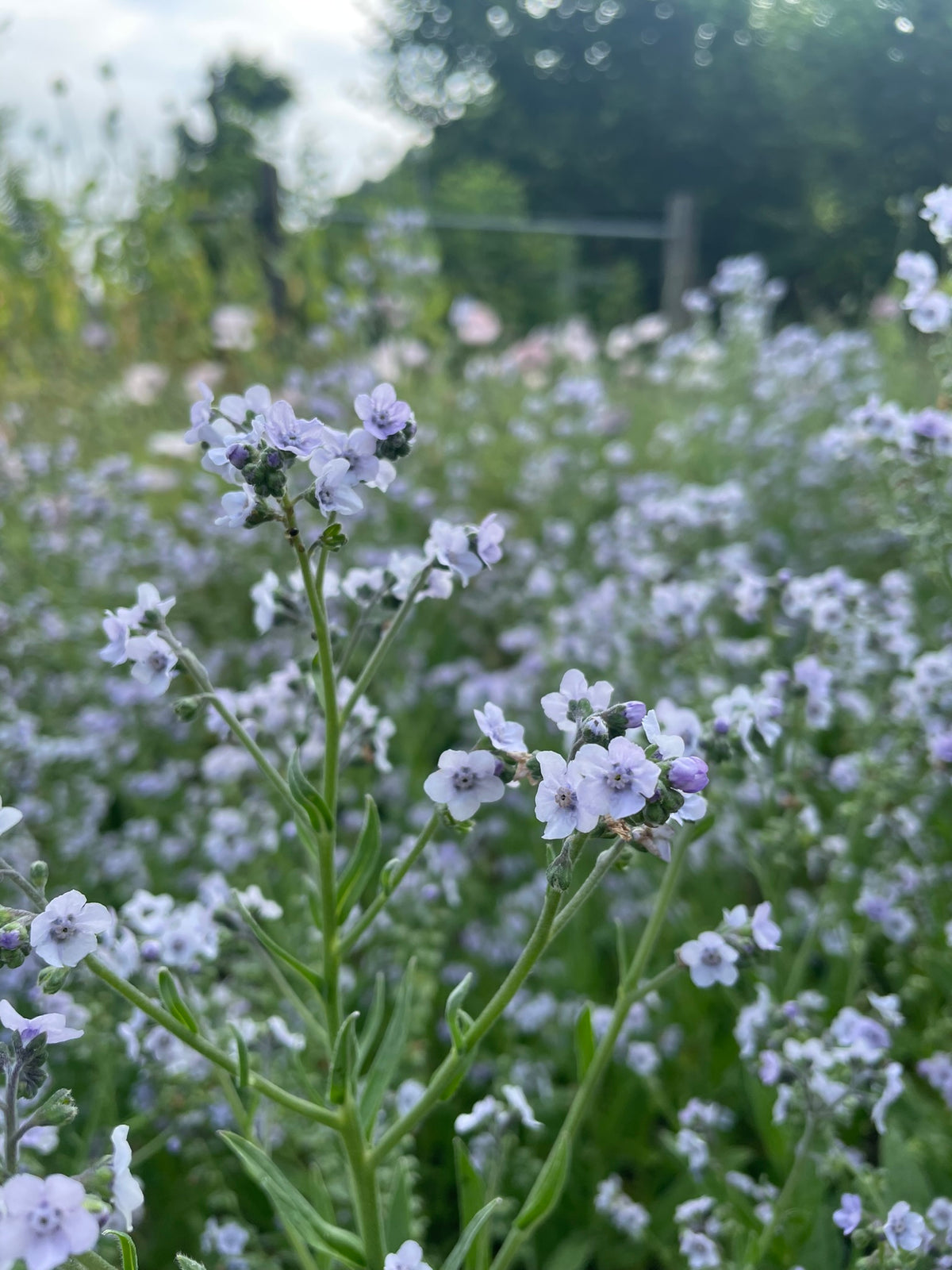 Cynoglossum amabile 'Ms. Mairlyn'
