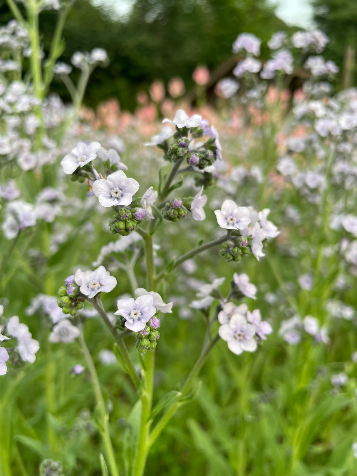 Cynoglossum amabile 'Ms. Mairlyn'