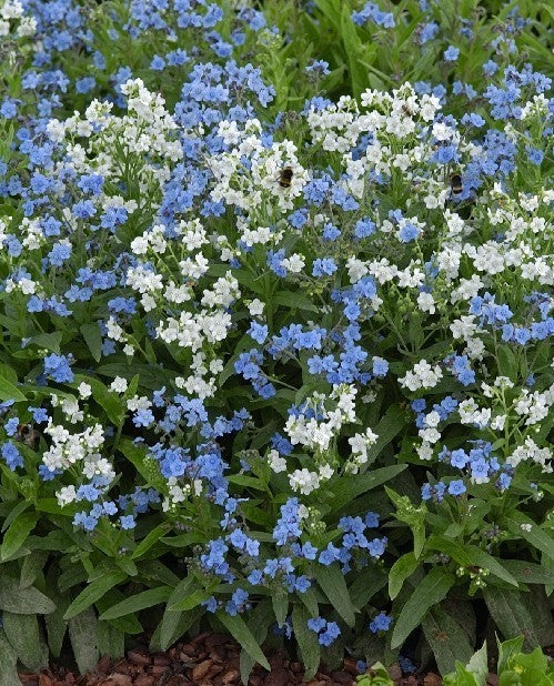 Cynoglossum zeylanicum 'Chill Out'