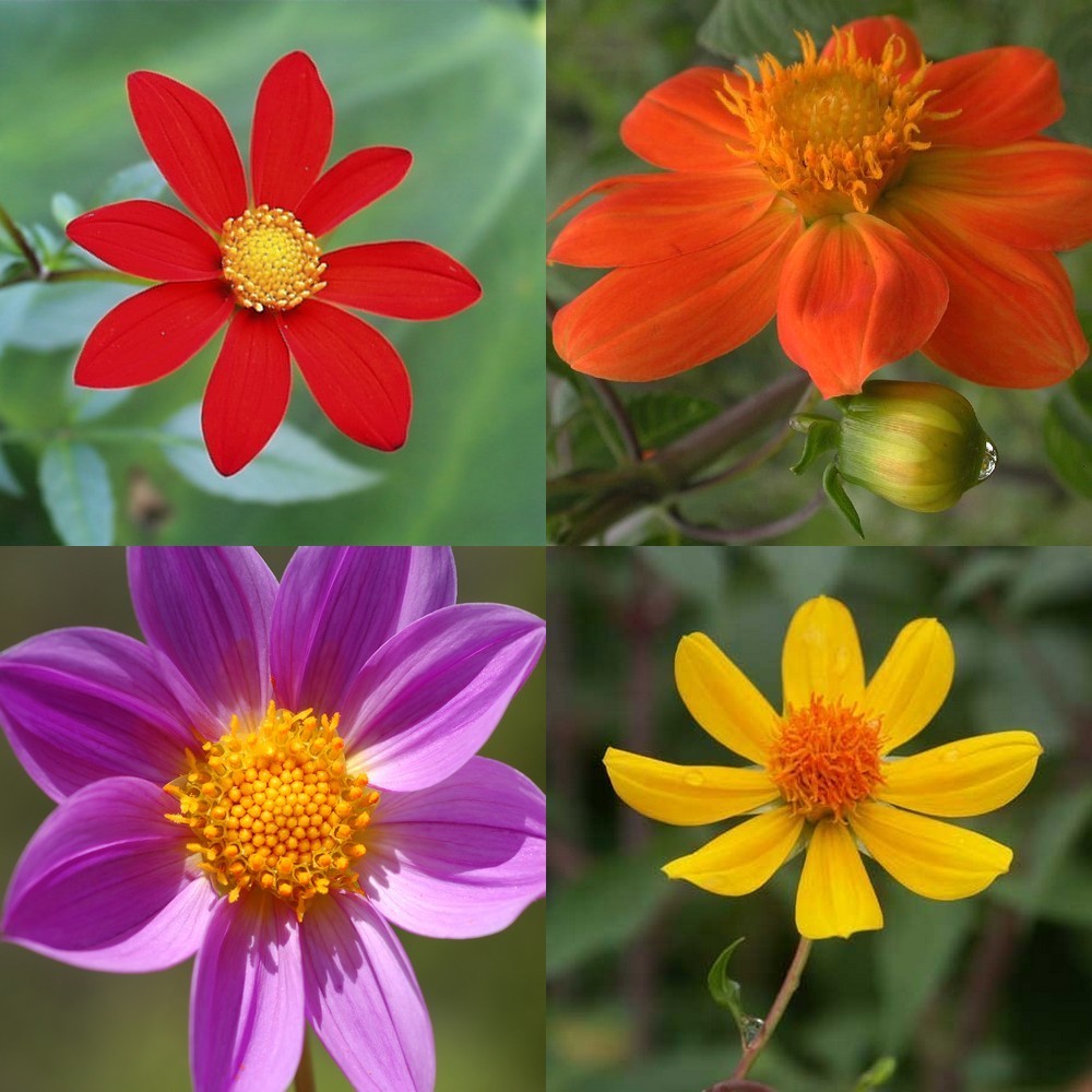 Dahlia coccinea 'Victoriana'