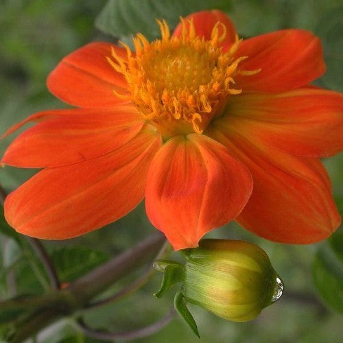 Dahlia coccinea 'Victoriana'