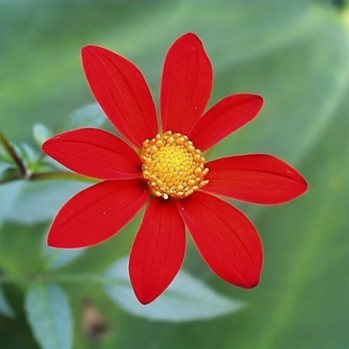Dahlia coccinea 'Victoriana'