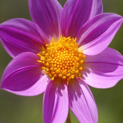 Dahlia coccinea 'Victoriana'