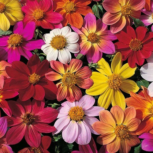 Dahlia coccinea 'Victoriana'