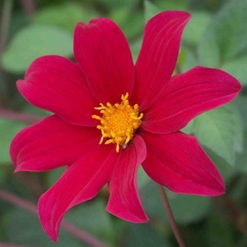 Dahlia coccinea 'Victoriana'