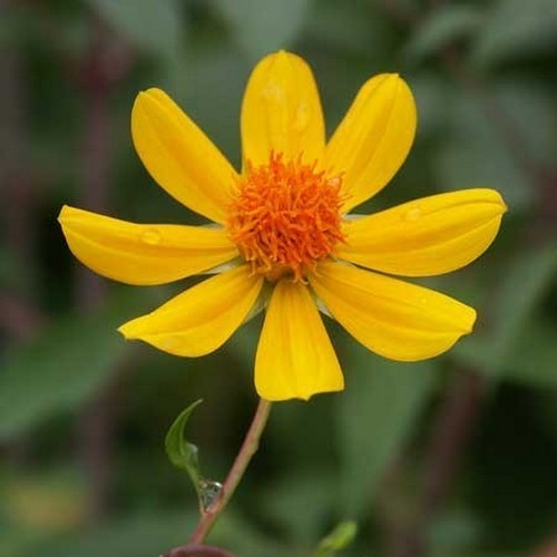 Dahlia coccinea 'Victoriana'
