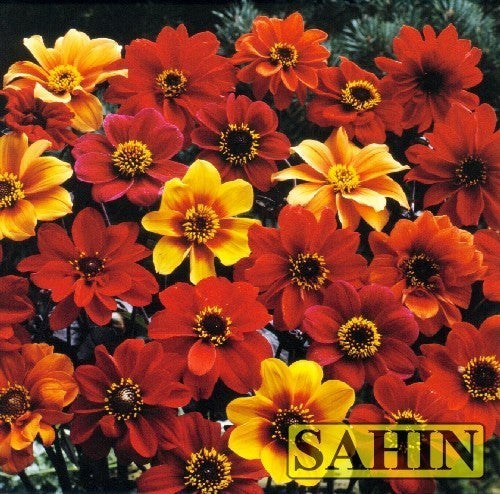 Dahlia variabilis 'Bishop's Children'