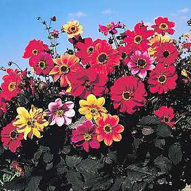 Dahlia variabilis 'Bishop's Children'