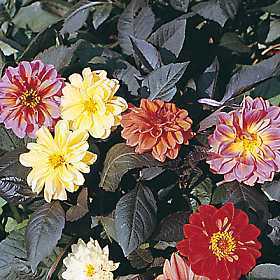 Dahlia variabilis 'Bishop's Children'