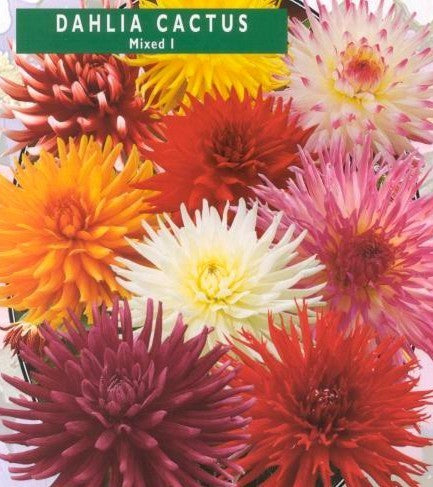 Dahlia variabilis 'Cactus Hybrids Mixed'