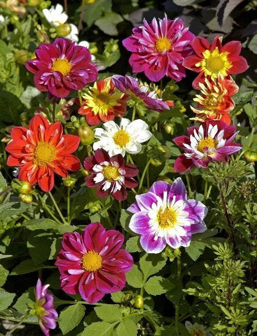 Dahlia variabilis 'Collarette Dandy Mixed'