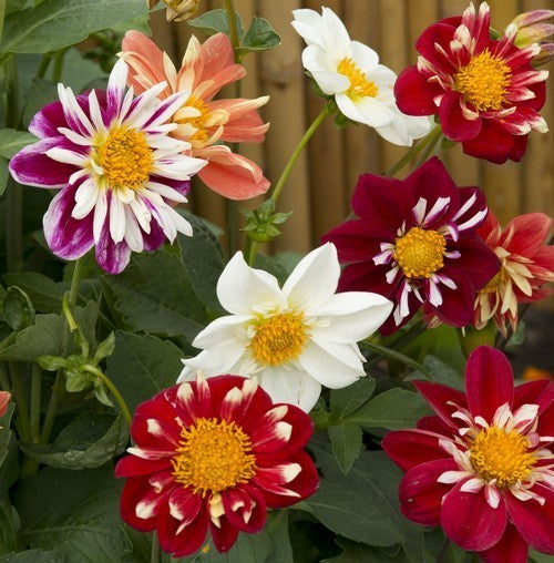 Dahlia variabilis 'Collarette Dandy Mixed'