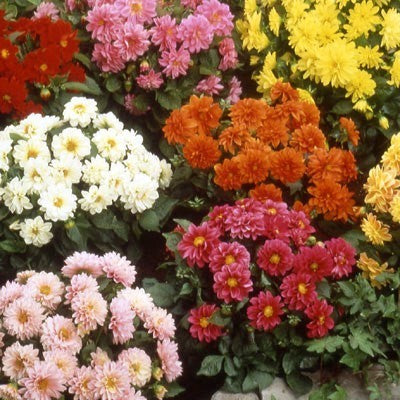Dahlia variabilis 'Figaro Mixed'