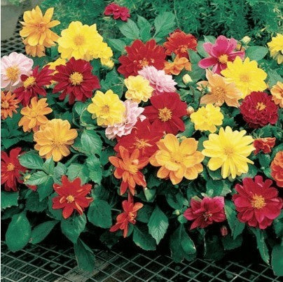 Dahlia variabilis 'Figaro Mixed'