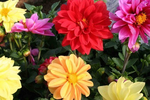 Dahlia variabilis 'Figaro Mixed'