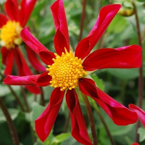Dahlia variabilis 'Honka Red'