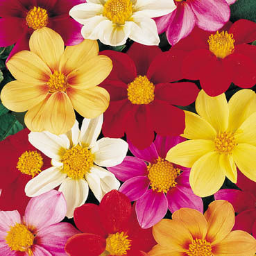Dahlia variabilis 'Mignon Mixed'