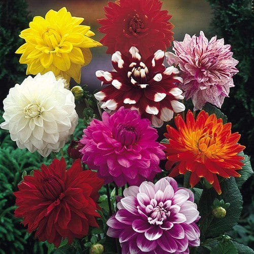 Dahlia variabilis 'Perdoks Giants'