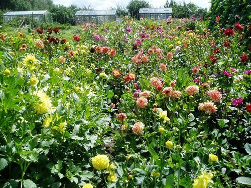 Dahlia variabilis 'Perdoks Giants'