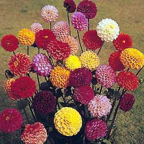 Dahlia variabilis 'Pompon Mixed'