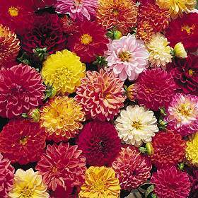Dahlia variabilis 'Bronze Leaf Mixed' / 'Bloody Mary Mixed'