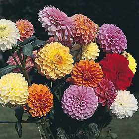 Dahlia variabilis 'Showpiece Mixed'