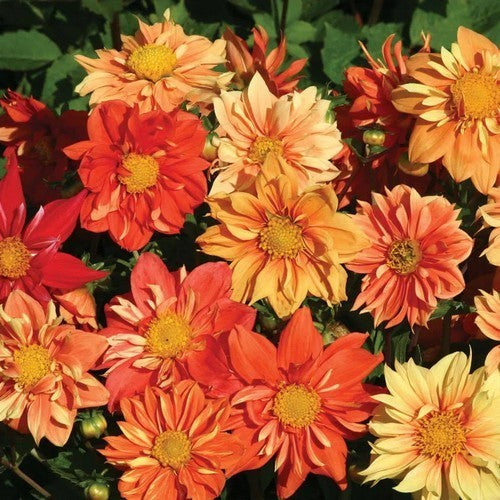 Dahlia variabilis 'Sunny Reggae'