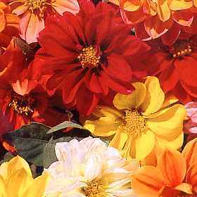 Dahlia variabilis 'Dwarf Hybrids' / 'Early Bird Mixed'