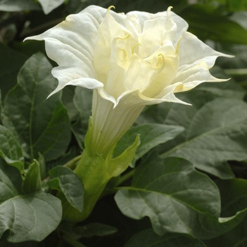 Datura metel 'Ballerina White'