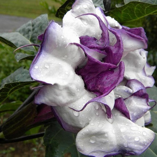 Datura metel 'Double Violetblue'