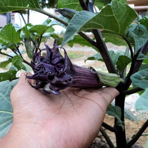 Datura metel 'Double Violetblue'