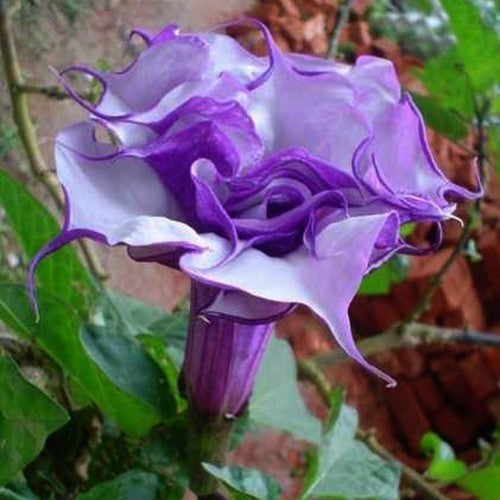 Datura metel 'Double Violetblue'