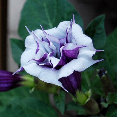 Datura metel 'Double Violetblue'