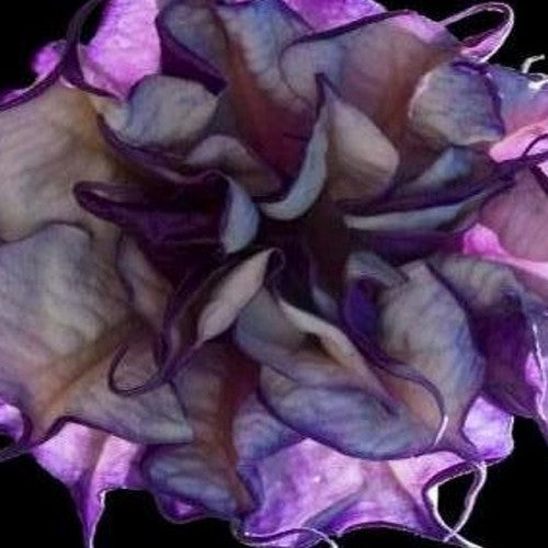 Datura metel 'Double Violetblue'