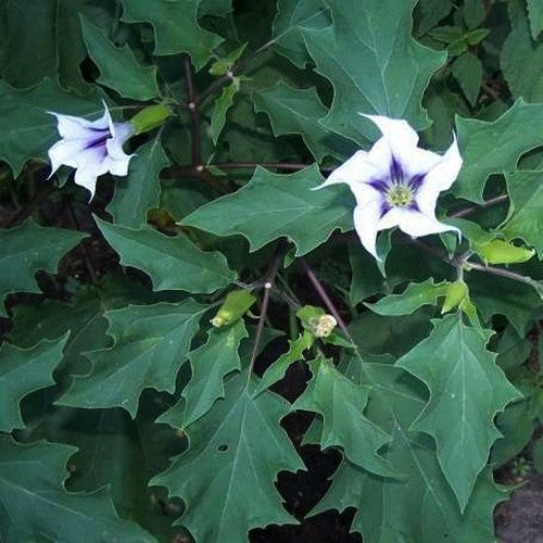 Datura stramonium