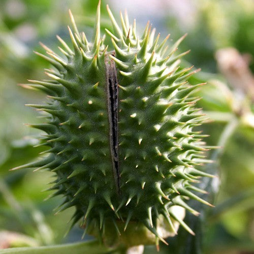 Datura stramonium