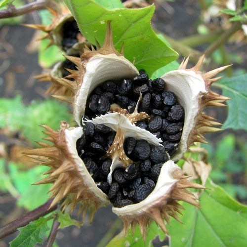Datura stramonium