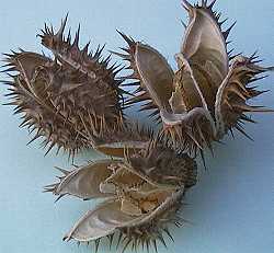 Datura stramonium