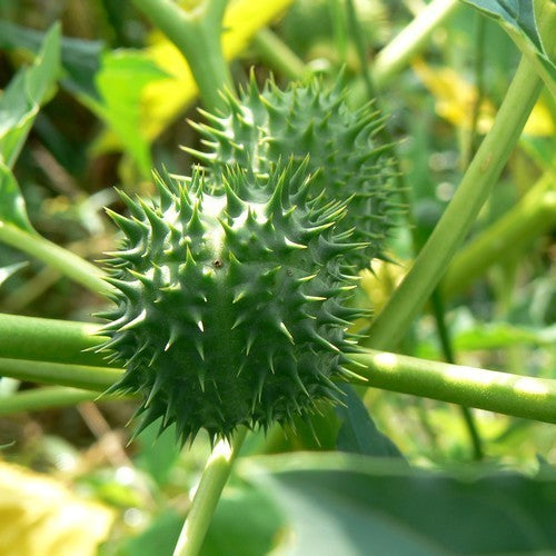 Datura stramonium