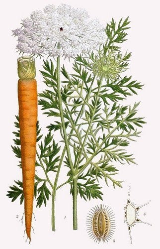 Daucus carota