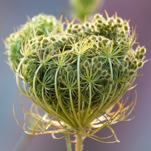 Daucus carota