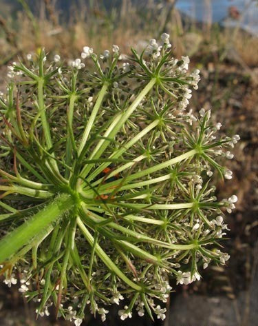 Daucus carota