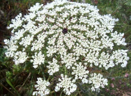 Daucus carota